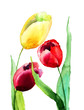 Tulips flowers