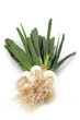 botte de petits oignons blancs en long 1
