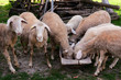 Eating sheep