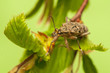 Photo: Rhagium inquisitor Rhagium inquisitor