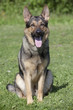 Foto: German sheepdog German sheepdog