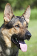 Foto: german sheepdog portrait german sheepdog portrait