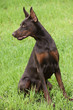 Foto: brown doberman brown doberman