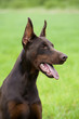Foto: brown doberman brown doberman