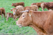 Vache, troupeau