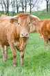 Vache, portrait