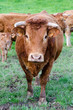 Vache, portrait