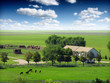 Horses in the field