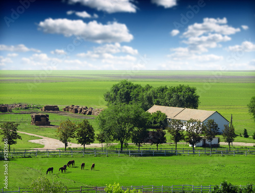 Photo: Horses in the field Horses in the field