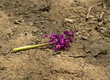 Early Purple Orchid