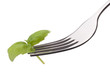 Foto: Fresh basil leaf on fork isolated on white background cutout. H Fresh basil leaf on fork isolated on white background cutout. H