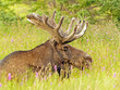 Moose in the Meadow
