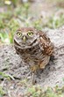 Photo: Burrowing Owl (athene cunicularia) Burrowing Owl (athene cunicularia)