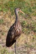 Photo: Limpkin In The Everglades Limpkin In The Everglades