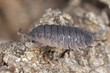 Woodlouse on wood, macro photo