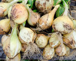 very fresh onions