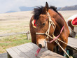 Horses saddled up and ready to ride