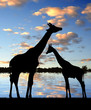 Illustration: Two giraffes in the sunset Two giraffes in the sunset