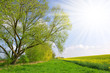 Spring landscape with rapeseed field