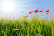 Foto: Red poppy in wheat field Red poppy in wheat field