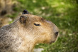 Capybara in Nahaufnahme