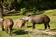 Flachlandtapire auf einer grünen Wiese