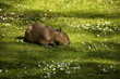Capybara auf einer grünen Wiese