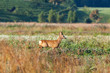 Roe deer buck