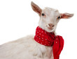 funny goat isolated on a white background