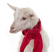 a funny goat isolated on a white background