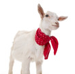a funny goat on a white background