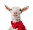 funny goat