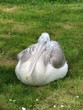 pélican
