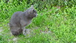 Tomcat in the garden