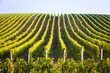 Horizontal shot of central european vineyard