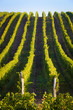 Vertical shot of central european vineyard