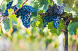 Red vine grapes ready for harvestation