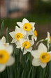 Yellow daffodils flowers in garden