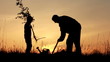 Father and son planting a tree. Sunrise. Silhouette. Spring.