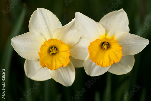 Photo: Yellow daffodils flowers in garden Yellow daffodils flowers in garden