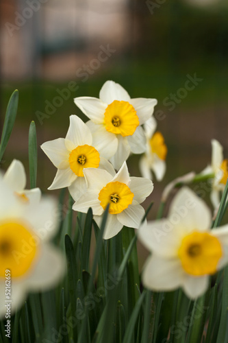 Photo: Yellow daffodils flowers in garden Yellow daffodils flowers in garden