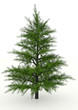 Pine tree rendered