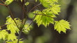 Branch of fresh green maple foliage