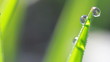 water drops on the green grass