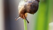Snail on dewy grass