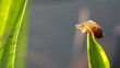 Snail on dewy grass