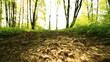Run on a footpath in the wood. Animal POV