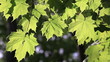Spring leaves on the sun