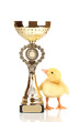 Duckling and champion cup isolated on white