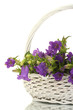 blue bell flowers in basket isolated on white